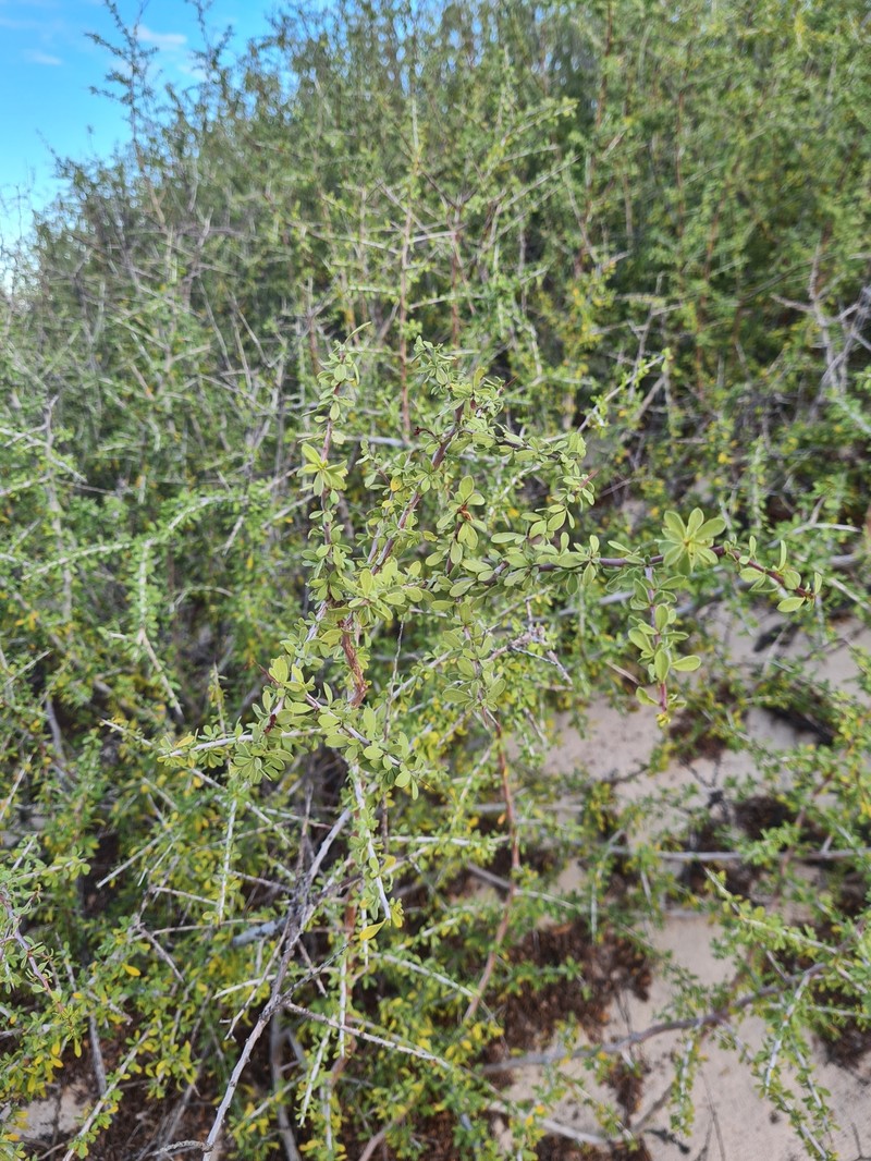 Condalia globosa var. globosa photo 4