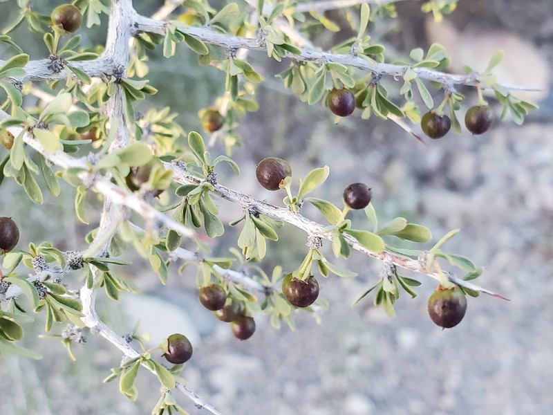 Condalia globosa var. pubescens