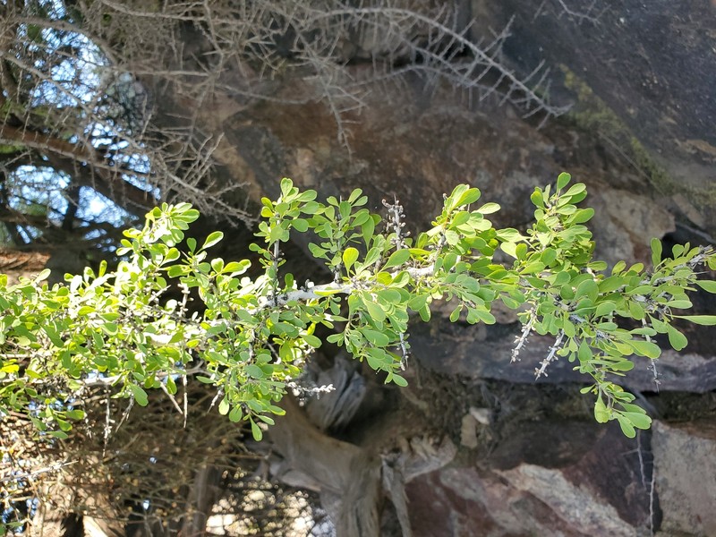 Condalia globosa var. pubescens photo 2