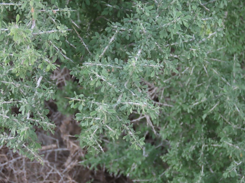 Condalia globosa var. pubescens photo 3