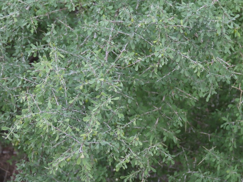 Condalia globosa var. pubescens photo 4
