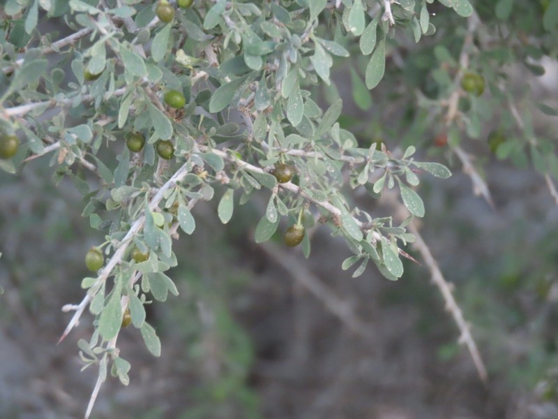 Condalia globosa var. pubescens photo 5