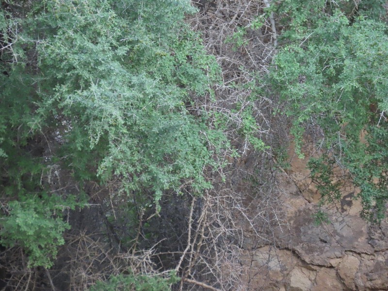 Condalia globosa var. pubescens photo 6