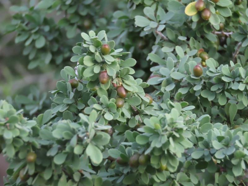 Condalia globosa var. pubescens photo 7