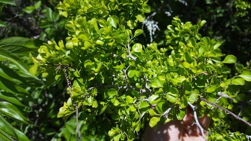 Brazilian Bluewood