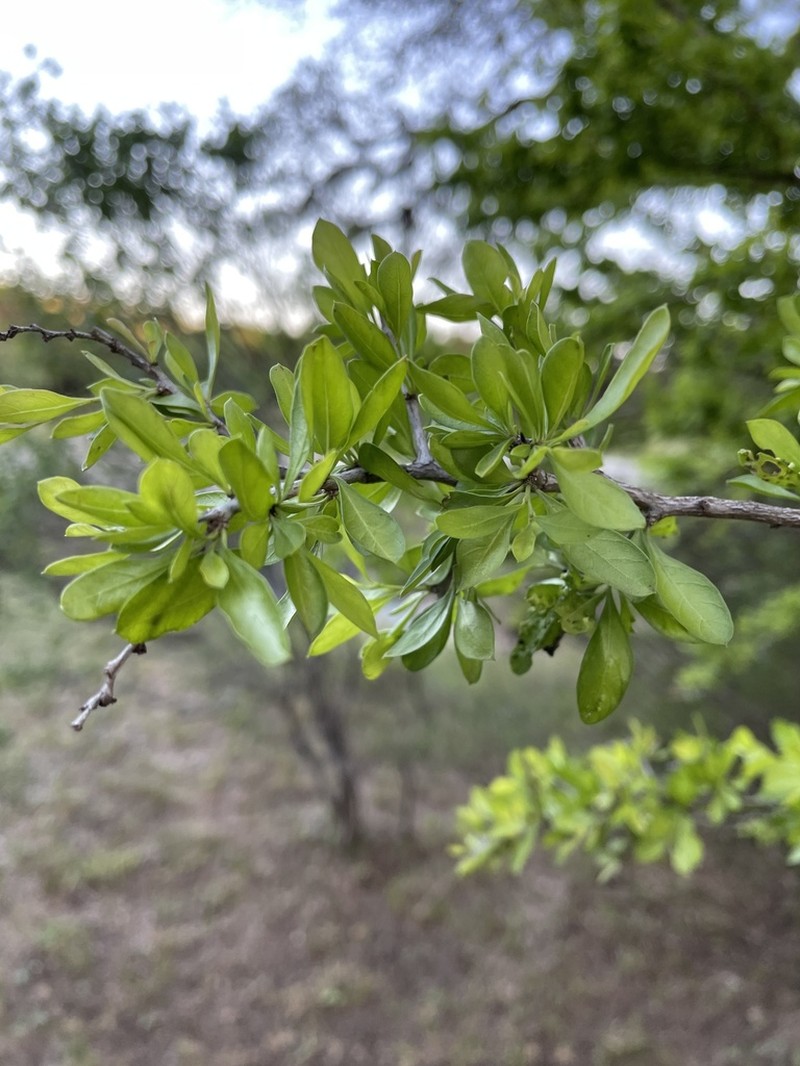 Brazilian Bluewood photo 2