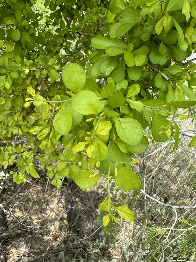 Brazilian Bluewood photo 4