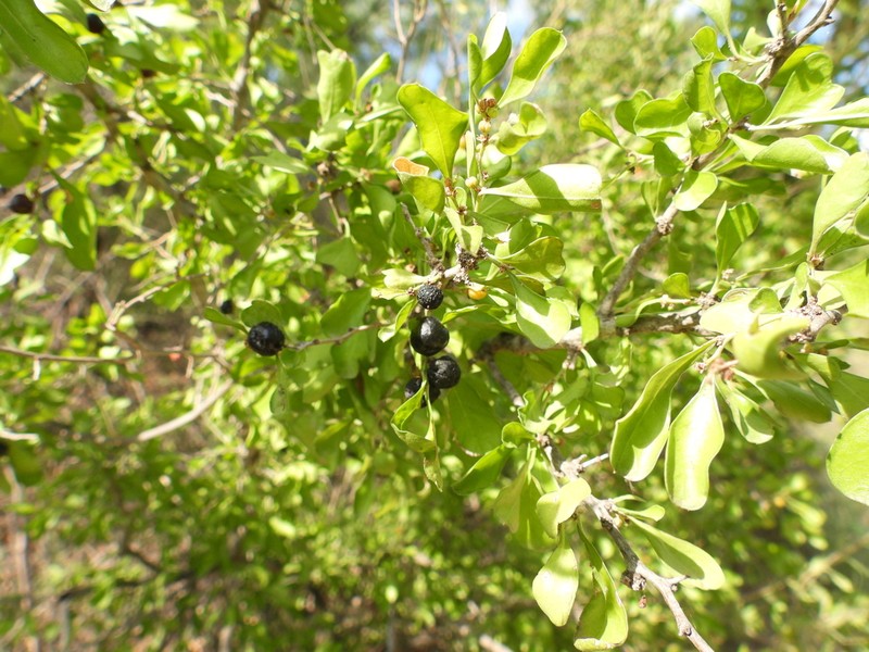 Brazilian Bluewood photo 5