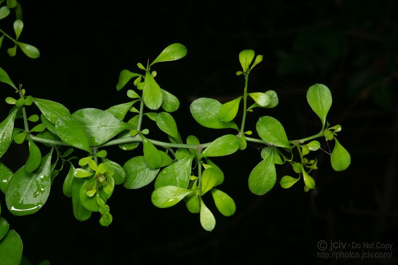 Brazilian Bluewood photo 7