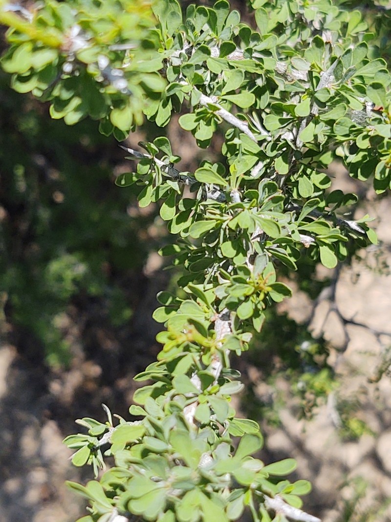 Knifeleaf Condalia photo 4