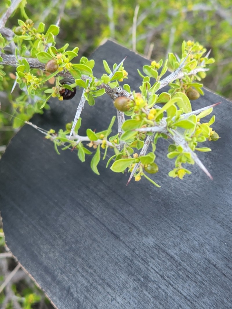 Green Snakewood photo 4