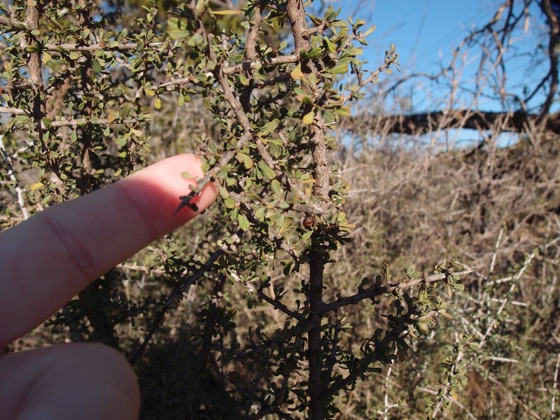 Green Snakewood photo 5