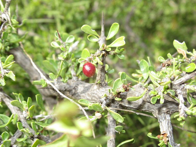 Green Snakewood photo 7