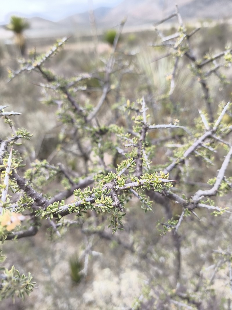 Warnock's Snakewood photo 3
