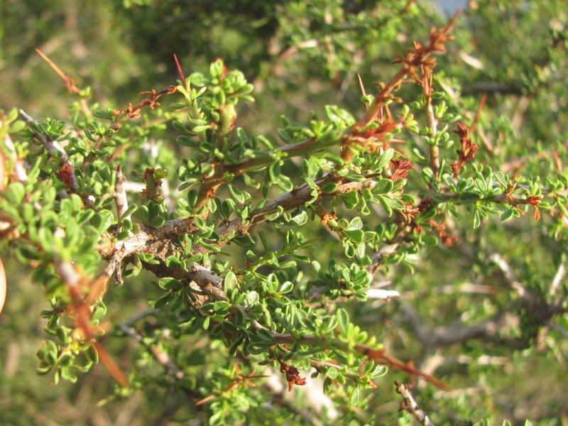 Warnock's Snakewood photo 4