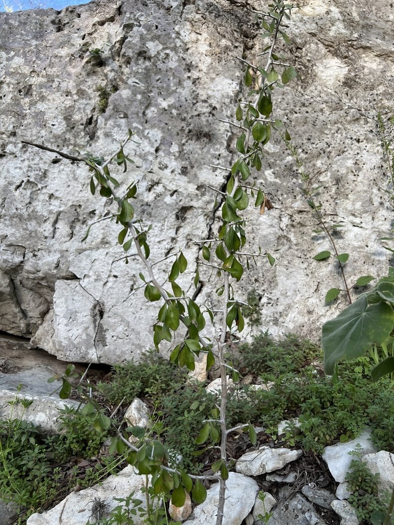 Lotebush