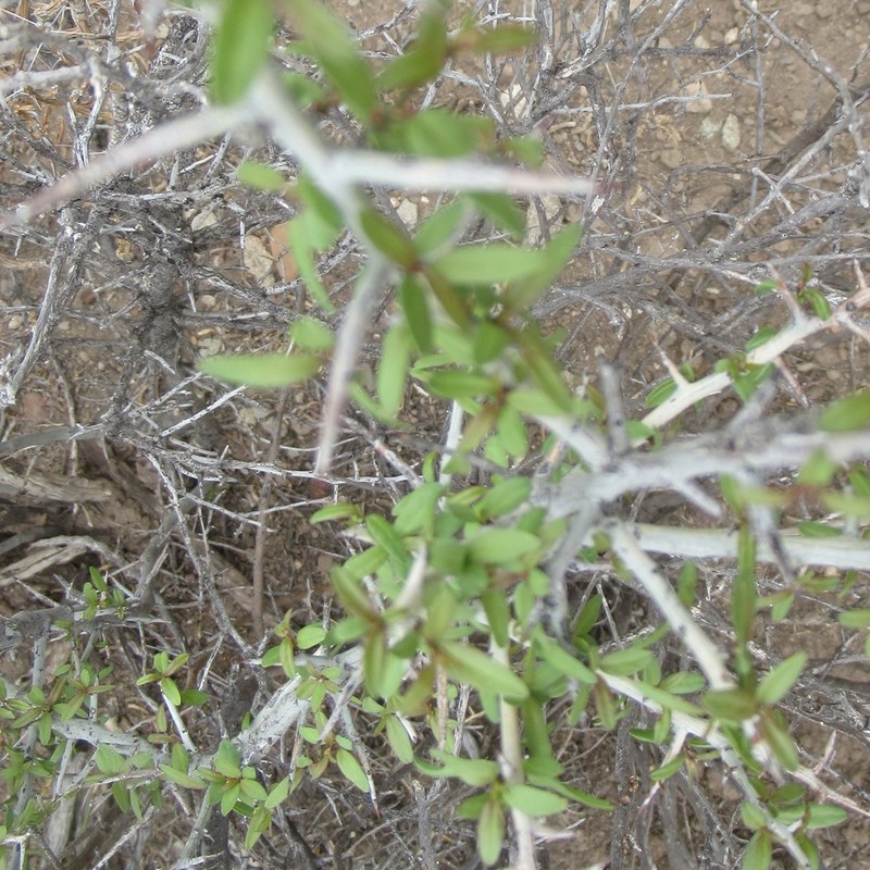 Lotebush photo 2