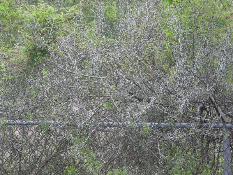 Lotebush photo 3
