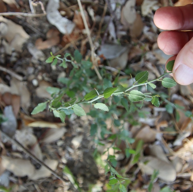 Lotebush photo 4