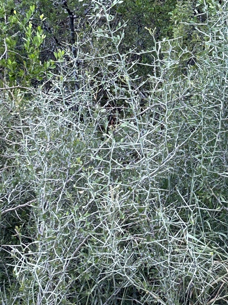 Lotebush photo 6