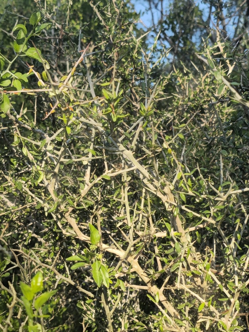 Lotebush photo 8