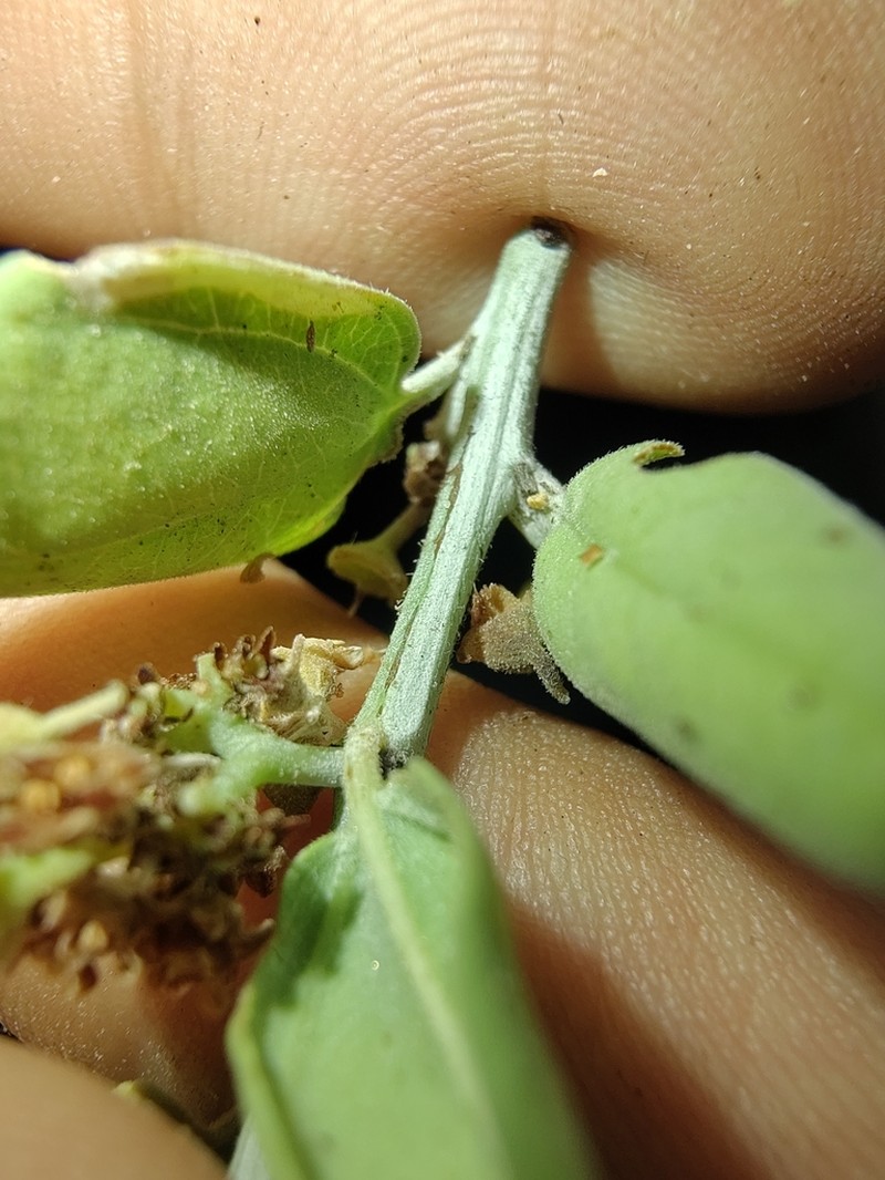 Condaliopsis rigida photo 8