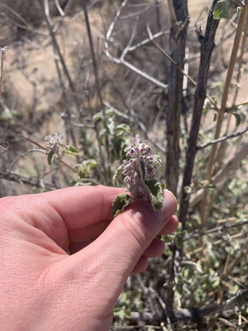 Desert Lavender