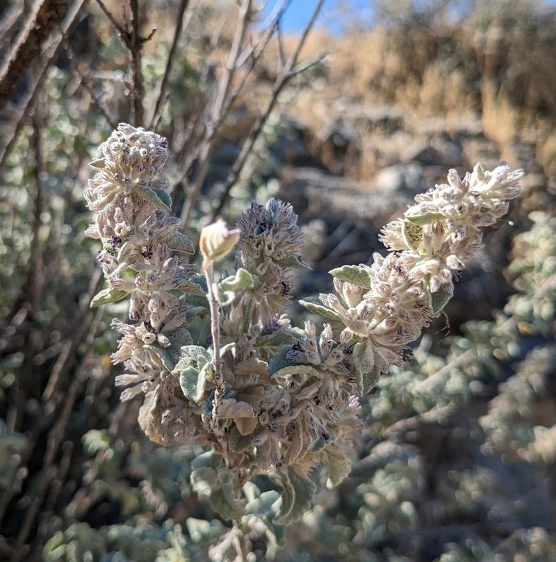 Desert Lavender photo 2