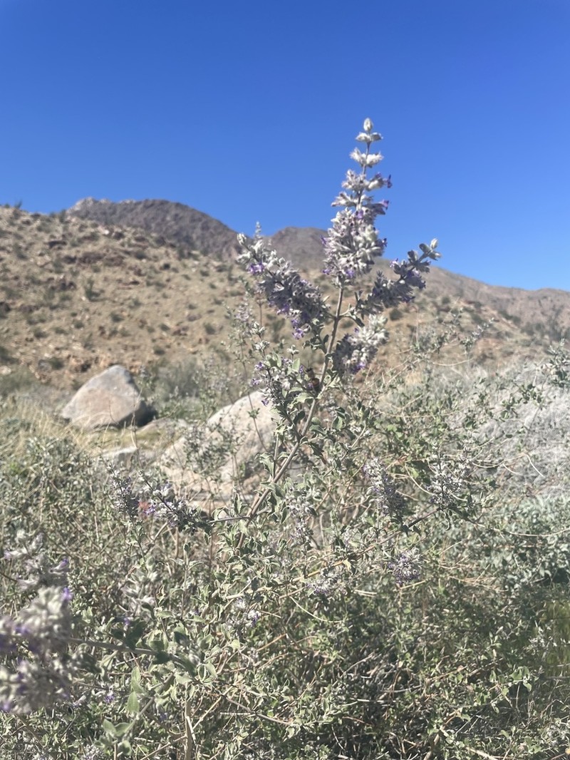 Desert Lavender photo 3