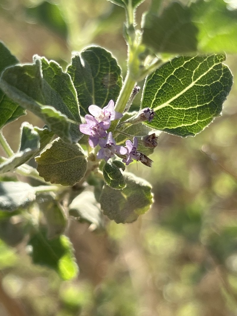 Desert Lavender photo 4