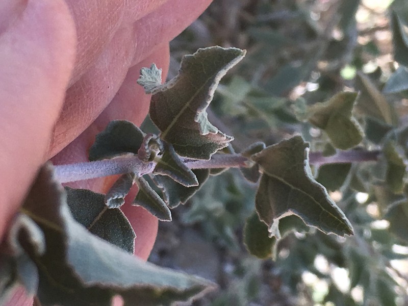 Desert Lavender photo 5