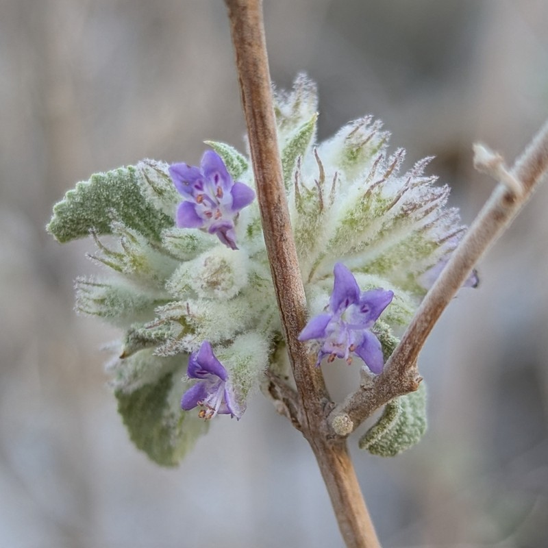 Desert Lavender photo 6