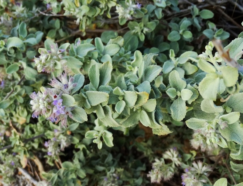 Desert Lavender photo 7