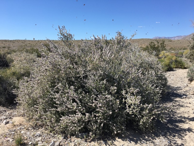 Desert Lavender photo 8
