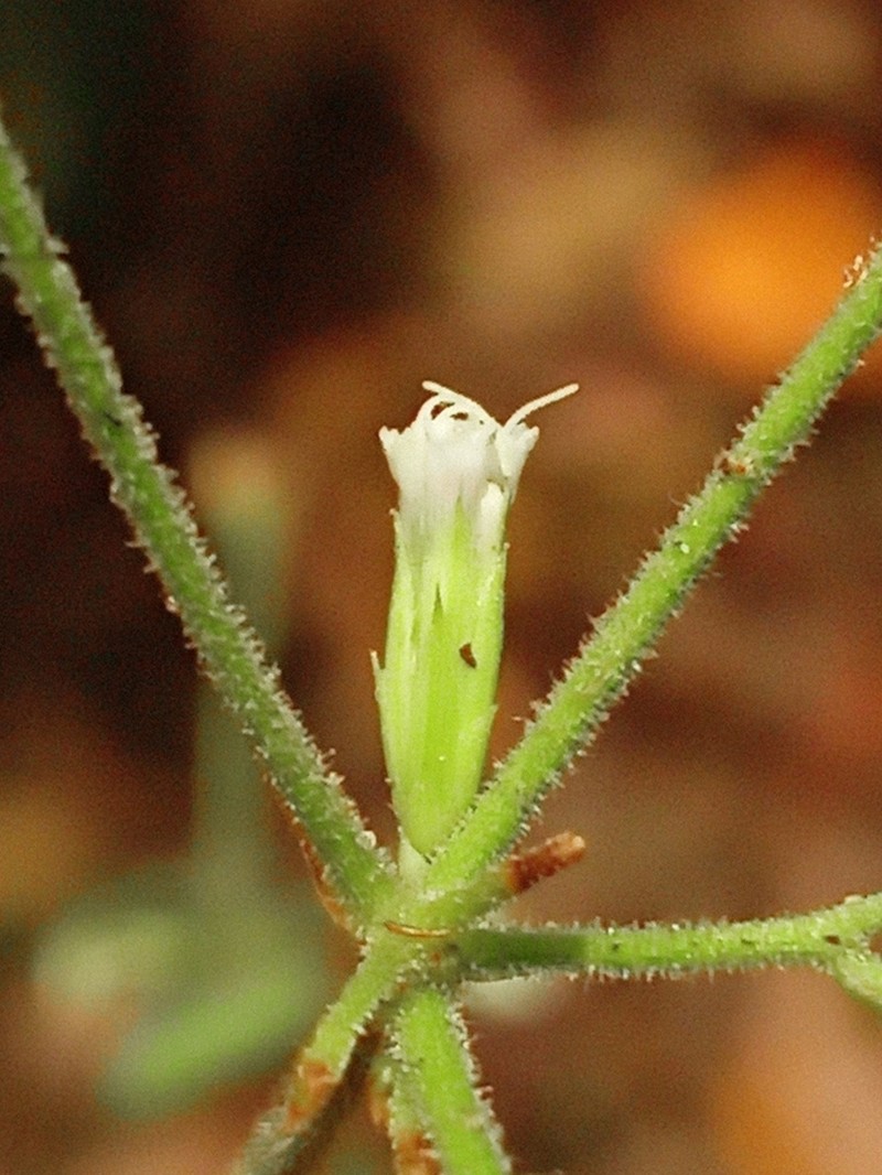 Condylidium cuatrecasasii