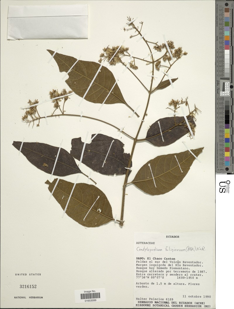 Condylopodium fuliginosum