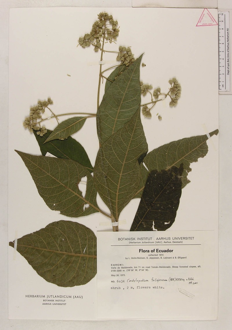 Condylopodium fuliginosum photo 2