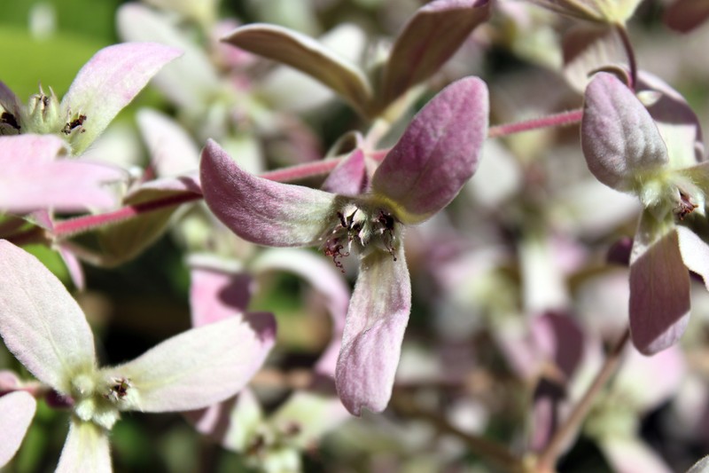 Lluvia De Orquideas photo 5