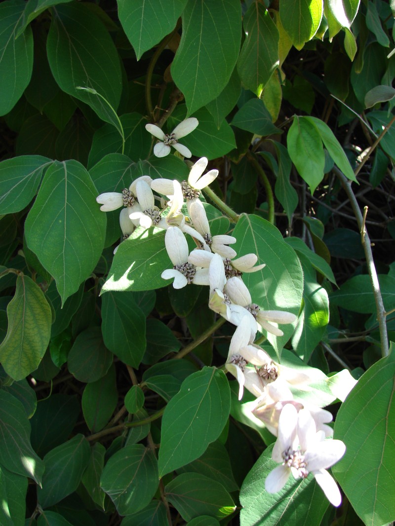 Lluvia De Orquideas photo 2