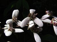 Lluvia De Orquideas
