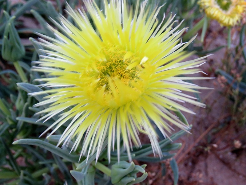 Narrow-Leaved Iceplant photo 5