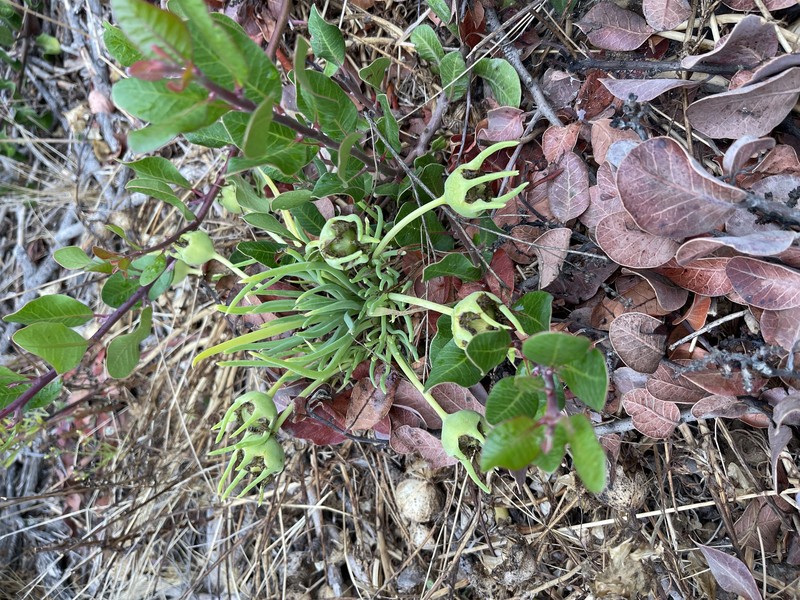 Narrow-Leaved Iceplant photo 2