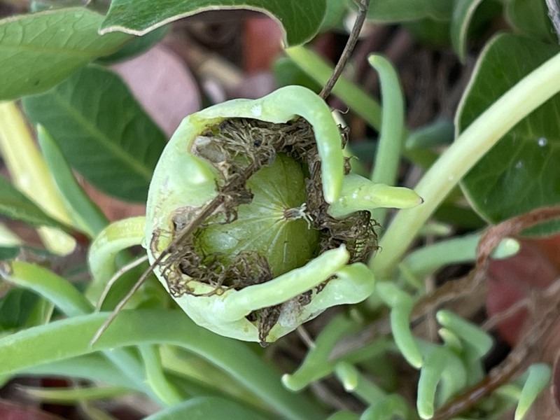 Narrow-Leaved Iceplant photo 3