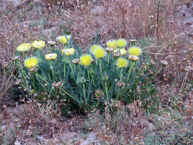Narrow-Leaved Iceplant photo 4