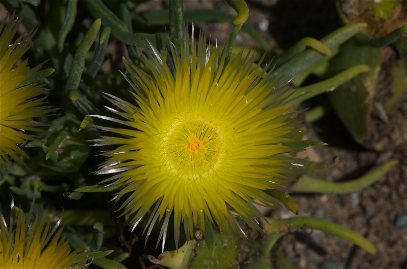 Narrow-Leaved Iceplant