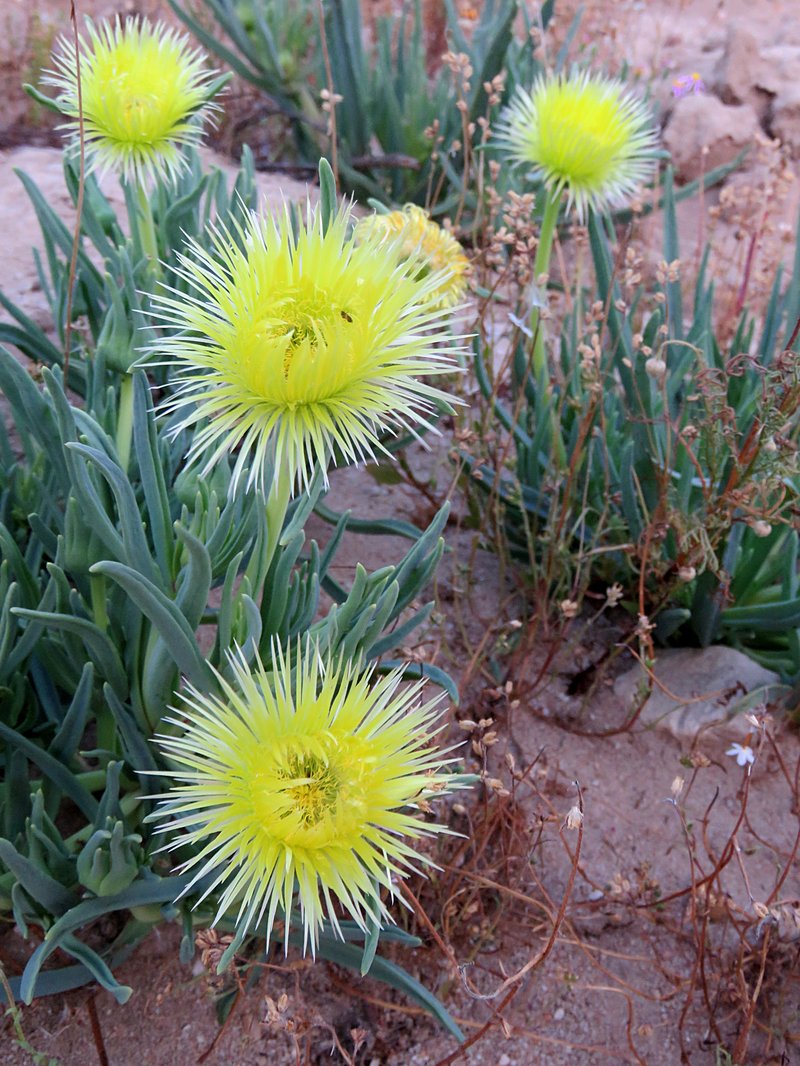 Narrow-Leaved Iceplant photo 6