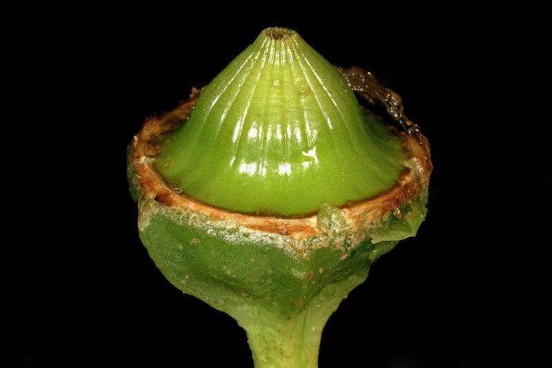 Narrow-Leaved Iceplant photo 7