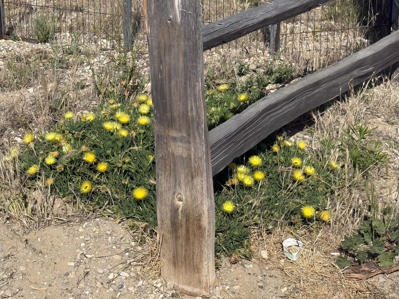 Conicosia pugioniformis subsp. pugioniformis