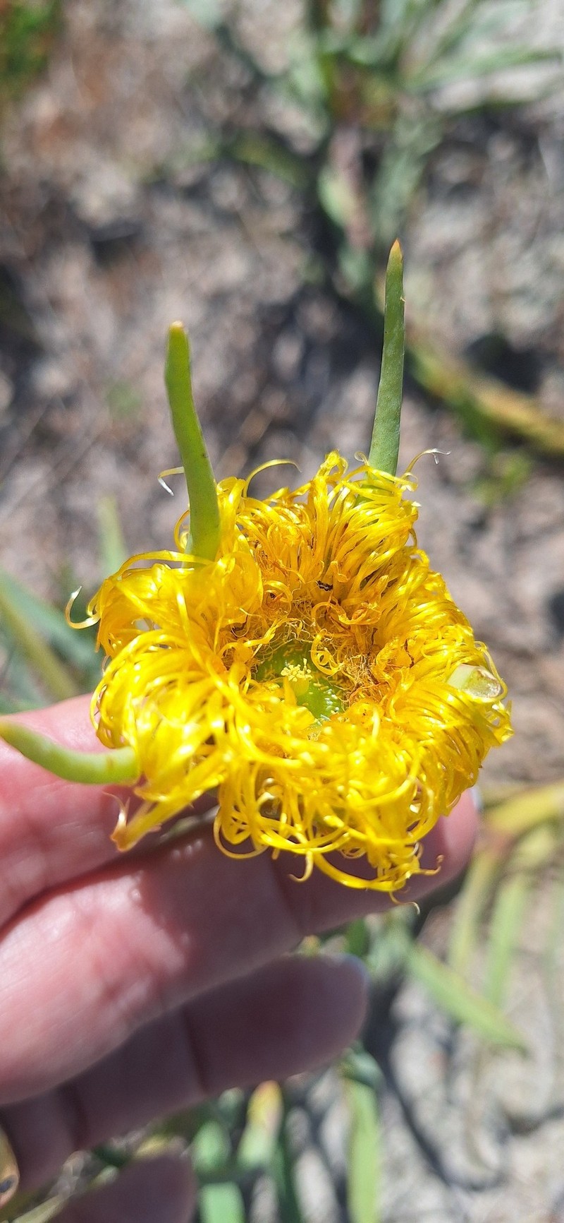 Conicosia pugioniformis subsp. pugioniformis photo 3