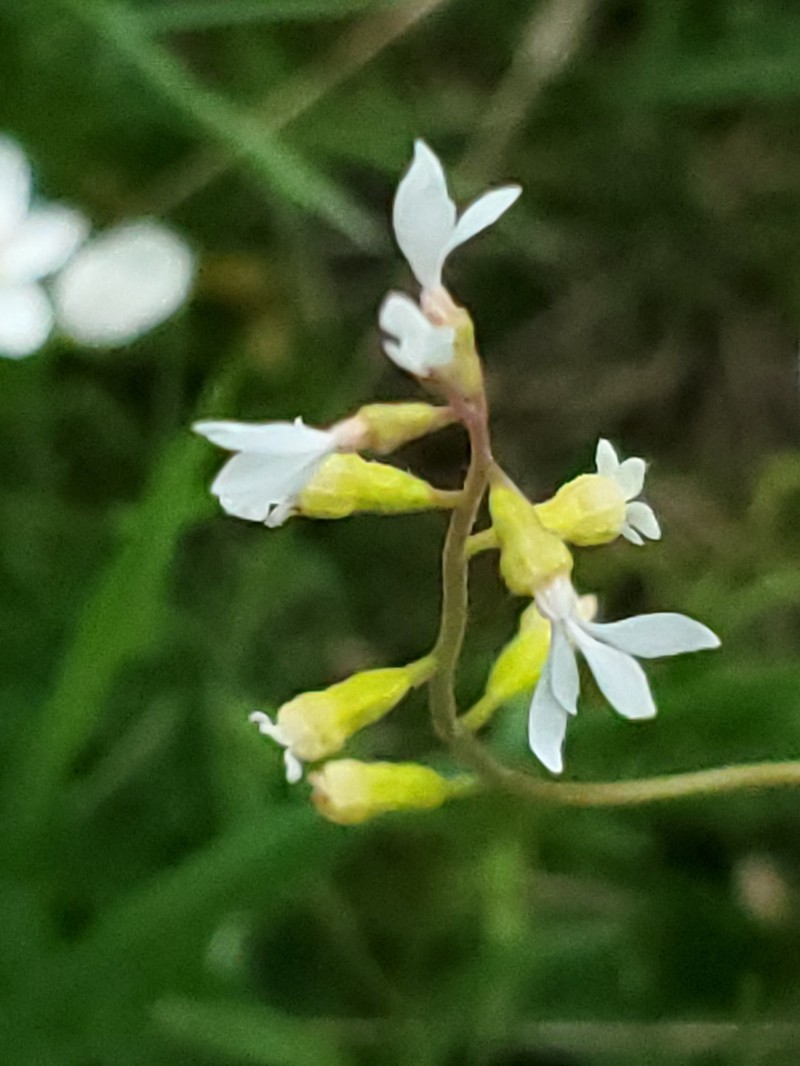 Williams' Miterwort